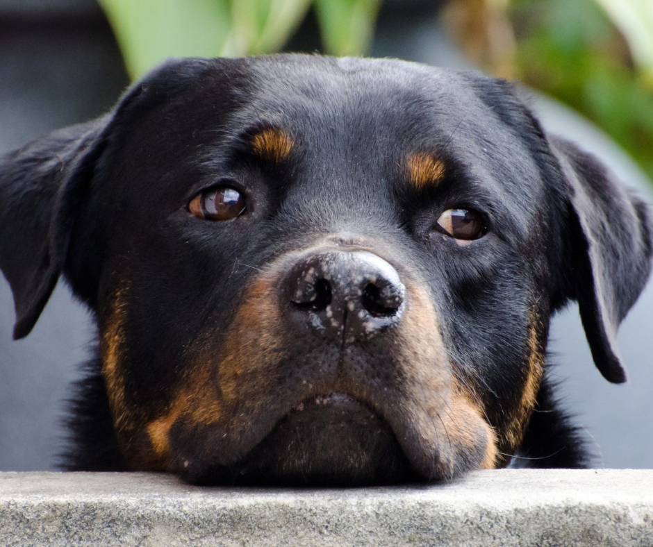 hond - rememberme pets - gedicht